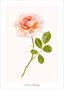 Poster-rozen