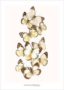 Set kaarten vlinders