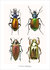 Set kaarten insecten_6