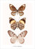 Set kaarten vlinders_6