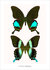 Set kaarten vlinders_6